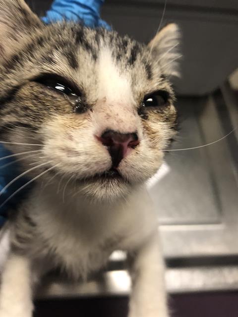 adoptable Cat in Long Beach, CA named *APPLES
