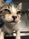 adoptable Cat in Long Beach, CA named *APPLES