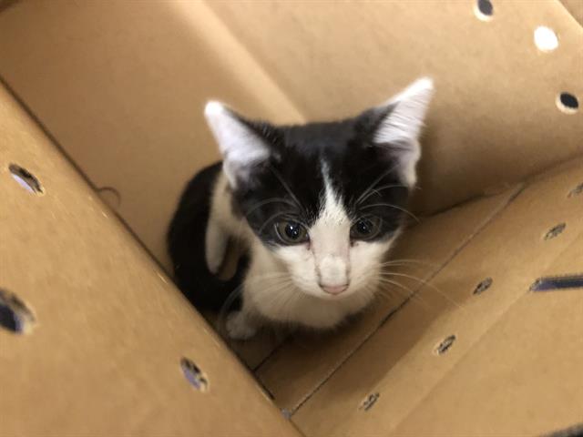 adoptable Cat in Long Beach, CA named *BIANCA