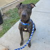 adoptable Dog in Long Beach, CA named BANE