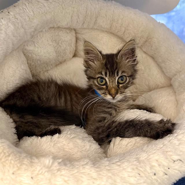 adoptable Cat in Long Beach, CA named *RALPHIE