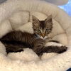 adoptable Cat in  named *RALPHIE