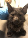 adoptable Cat in  named *DILL