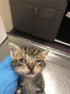 adoptable Cat in  named *SAM