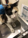 adoptable Cat in  named *LEFT