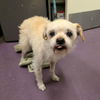 adoptable Dog in  named *YOGURT