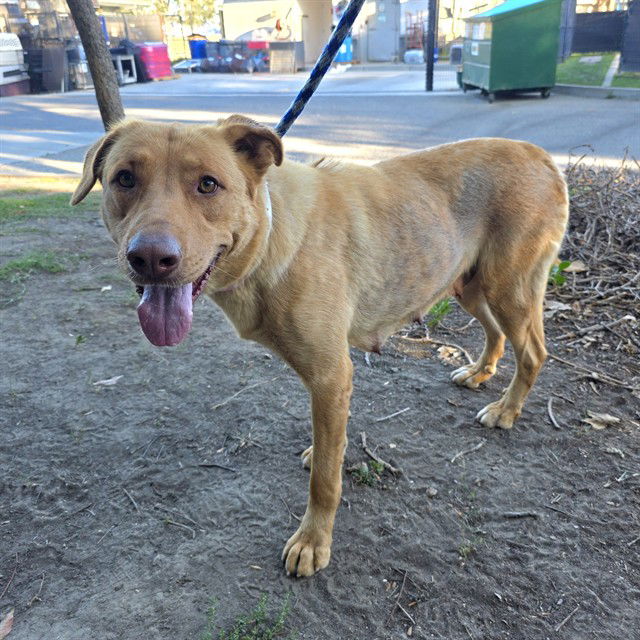 adoptable Dog in Long Beach, CA named *MAGGIE MAYWEATHER