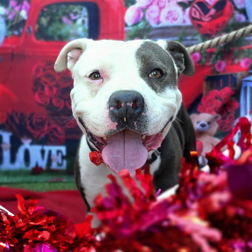 *RALLY - Pit Bull Terrier available for adoption