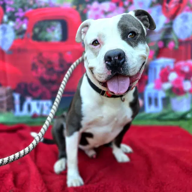 Rally - Pit Bull Terrier