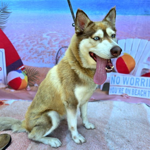 picture of the dog needing adoption