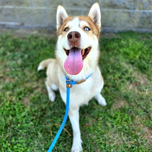 picture of the dog needing adoption