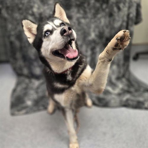 *MOONBEAM - Siberian Husky available for adoption