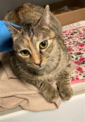 *ZIAZAN - Domestic Short Hair available for adoption