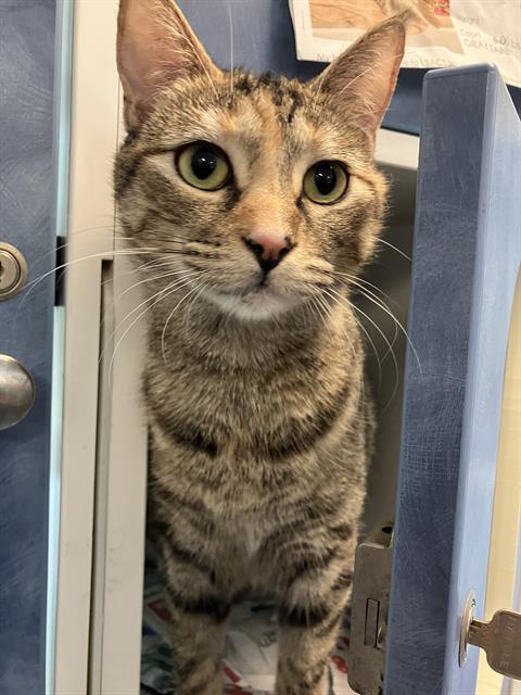 *ZIAZAN, Young Domestic Short Hair (medium coat), cat for adoption in Paramount, California