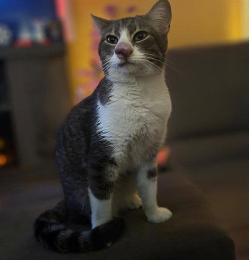 *MUMBLE - Domestic Short Hair available for adoption