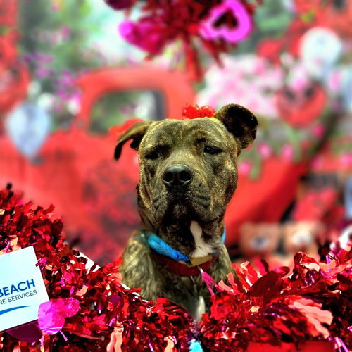 *WILLOW - Pit Bull Terrier available for adoption
