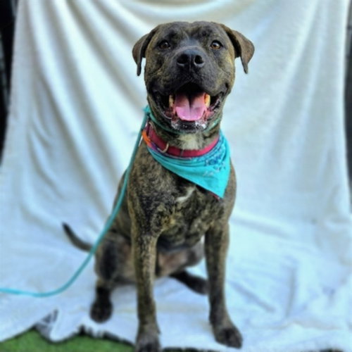 *WILLOW - Pit Bull Terrier for adoption in Long Beach
