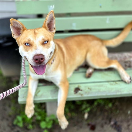 NOVA - German Shepherd Dog / Siberian Husky available for adoption