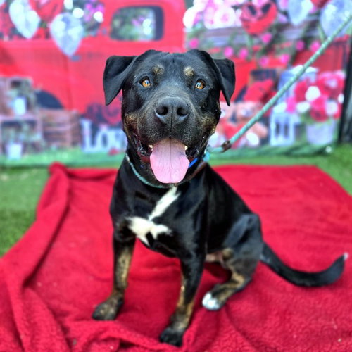 *CARL - Pit Bull Terrier / Rottweiler available for adoption