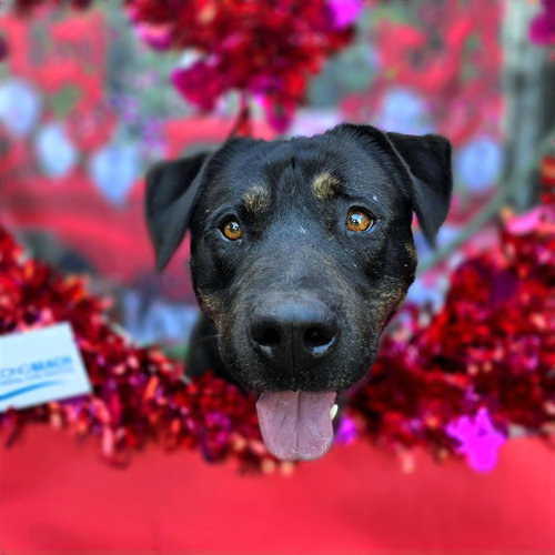 *CARL - Pit Bull Terrier / Rottweiler available for adoption