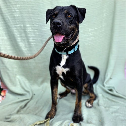 picture of the dog needing adoption