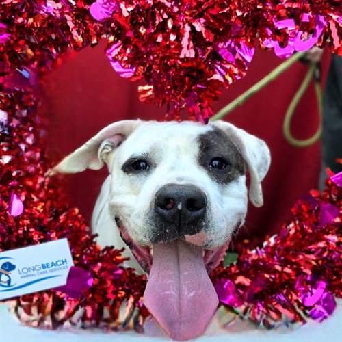 *THEODORE - American Bulldog available for adoption