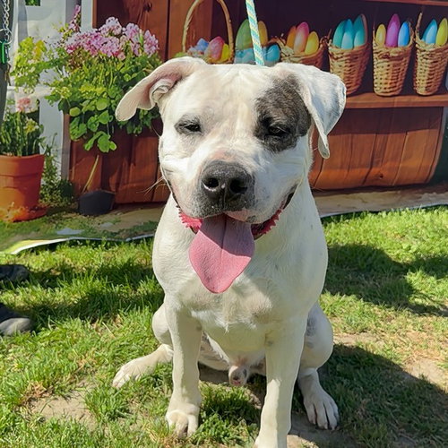 *THEODORE - American Bulldog available for adoption