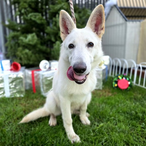 *ASTER - Siberian Husky available for adoption