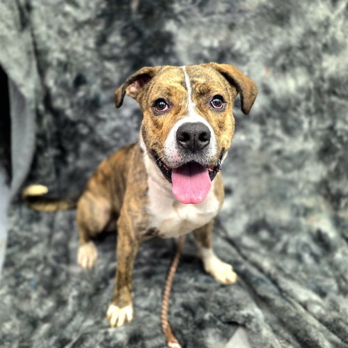 *BUTTONS - American Pit Bull Terrier available for adoption