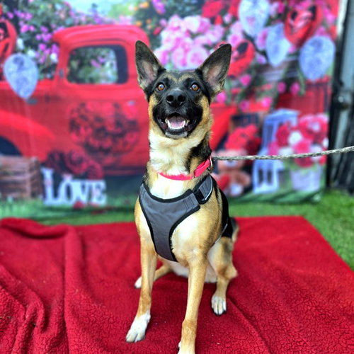 *MALAIKA - German Shepherd Dog available for adoption