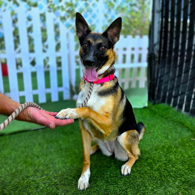 Malaika - German Shepherd Dog