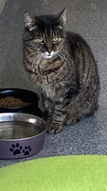 picture of the cat needing adoption