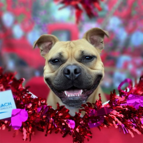 picture of the dog needing adoption