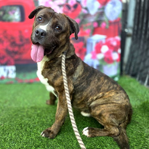 picture of the dog needing adoption