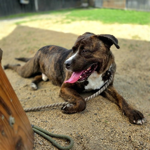 picture of the dog needing adoption