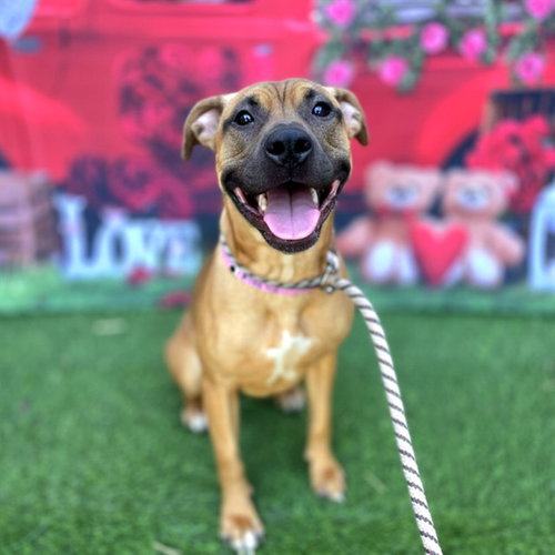 picture of the dog needing adoption
