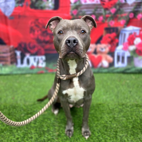 picture of the dog needing adoption