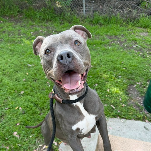 picture of the dog needing adoption