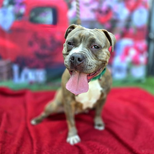 picture of the dog needing adoption