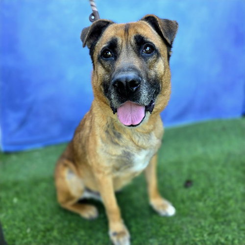 picture of the dog needing adoption