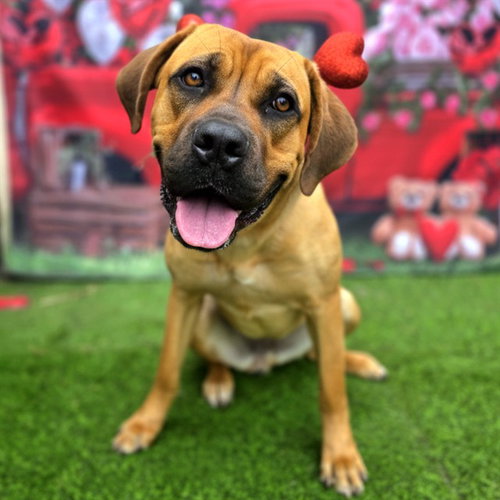 picture of the dog needing adoption