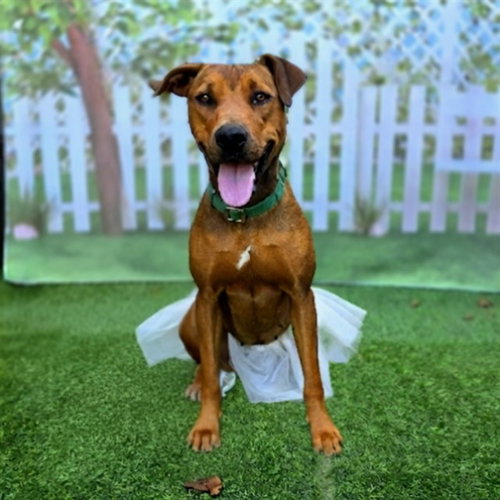 *HENESSY, an adoptable Rhodesian Ridgeback in Long Beach, CA