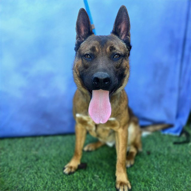 German Shepherd