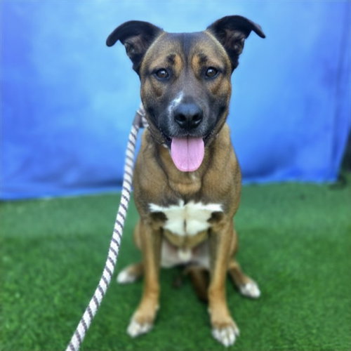 picture of the dog needing adoption