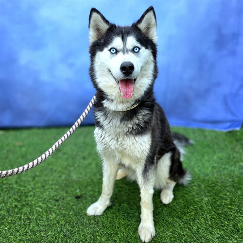 picture of the dog needing adoption