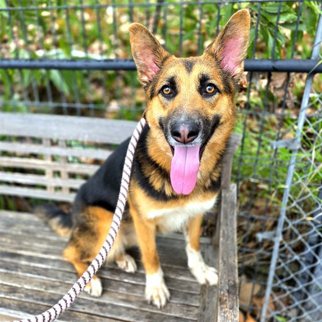 German Shepherd