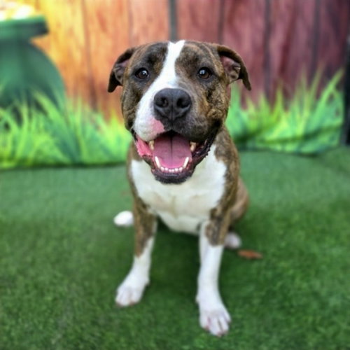 picture of the dog needing adoption