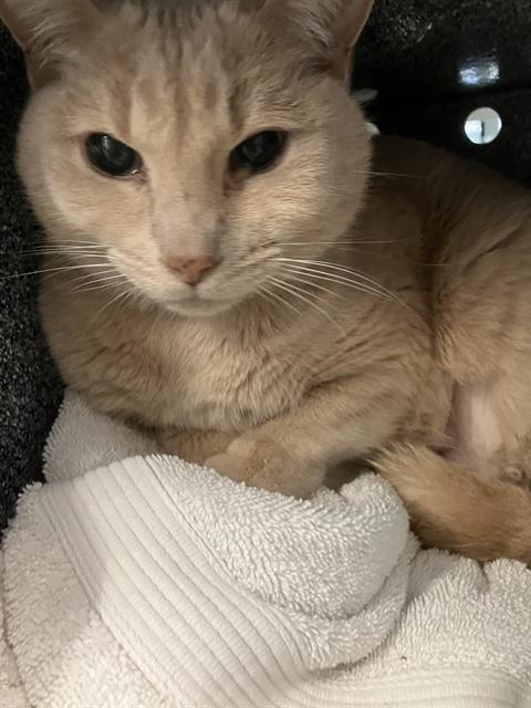 picture of the cat needing adoption