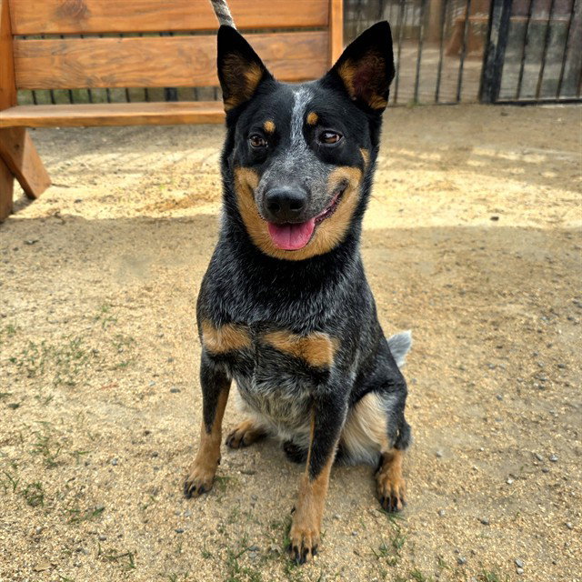Queensland Heeler
