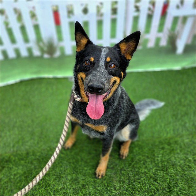 *ROCCO Image